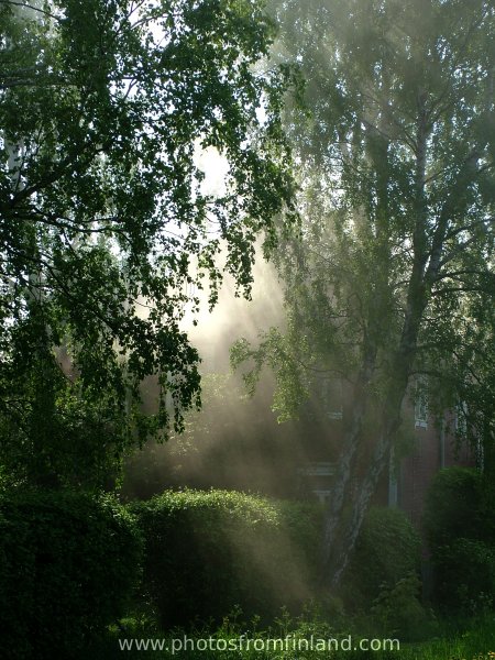 Backlit smoke covering the birches surrounding a red wooden house.