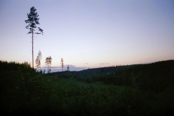 A midsummer night in the forests of Keuruu a place in central Finland. The few remaining pine trees stand in their majesty above the green hills making a magnificent view against the midnight sky.