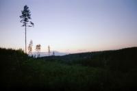 A midsummer night in central Finland. The few remaining pine trees stand in their majesty above the green hills making a magnificent view against the midnight sky.